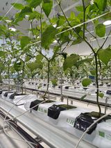 팜모닝 고추·일상 게시글 이미지