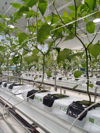 유희선님의 고추 · 일상 작성글 사진