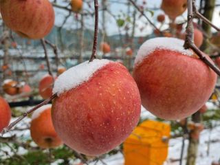 조광철님의 사과 · 수확 작성글 사진