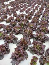 팜모닝 1월 내 작물 자랑하기·참여글 게시글 이미지