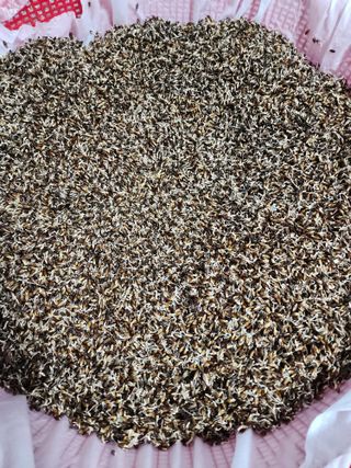 쏭이네농장(현자)님의 자유주제 · 자유게시판 작성글 사진