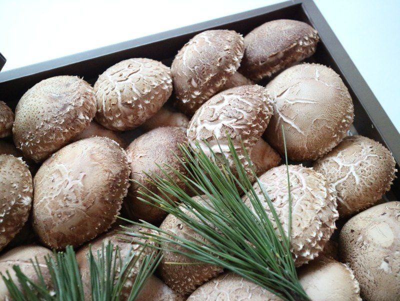 장터 상품 [송화표고버섯 1키로선물세트] 썸네일