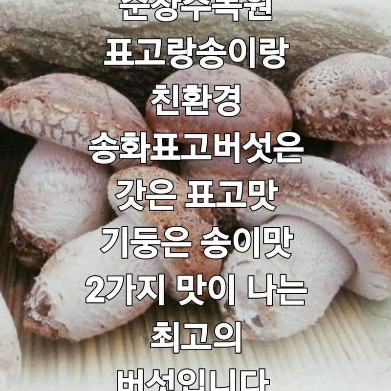 표고랑송이랑님의 장터 판매 상품 [송화표고버섯 1키로선물세트] 첨부 사진