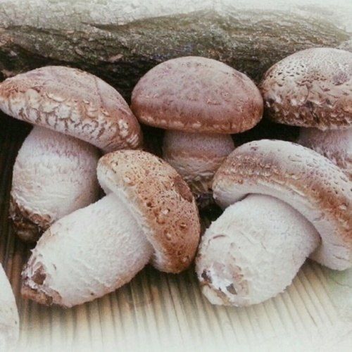 표고랑송이랑님의 장터 판매 상품 [송화표고버섯 1키로선물세트] 첨부 사진