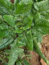 팜모닝 1월 내 작물 자랑하기·참여글 게시글 이미지