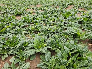 권희석 섬초님의 1월 내 작물 자랑하기 · 참여글 작성글 사진