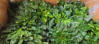 권희석 섬초님의 1월 내 작물 자랑하기 · 참여글 작성글 사진