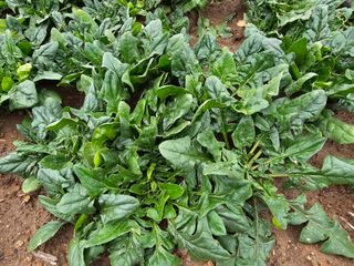 권희석 섬초님의 1월 내 작물 자랑하기 · 참여글 작성글 사진