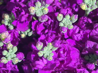 김숭기님의 1월 내 작물 자랑하기 · 참여글 작성글 사진