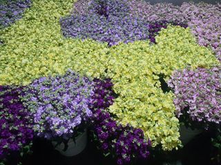 김숭기님의 1월 내 작물 자랑하기 · 참여글 작성글 사진