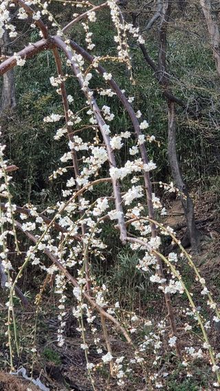 푸른꿈님의 자유주제 · 자유게시판 작성글 사진