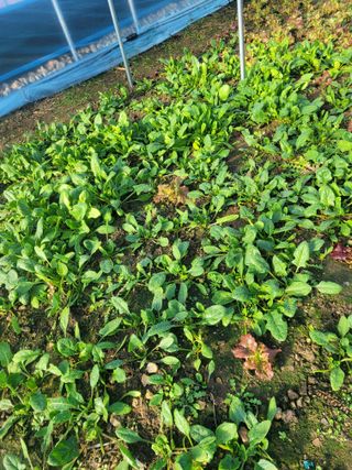 김유숙님의 장터이야기 · 자유게시판 작성글 사진