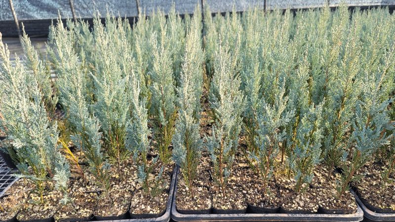 이선미님의 장터 판매 상품 [문그로우 포트 묘목 50주] 첨부 사진