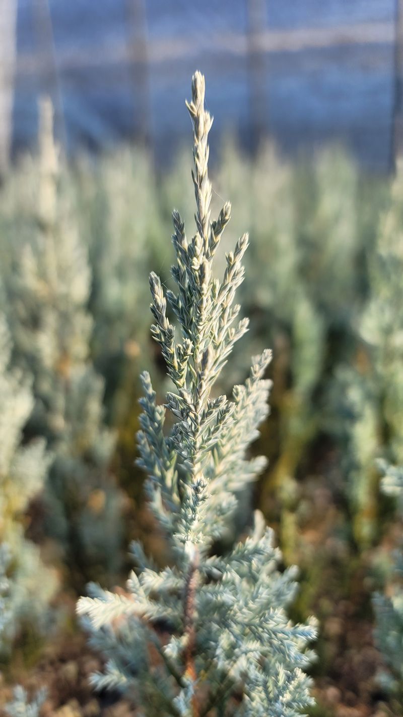 이선미님의 장터 판매 상품 [문그로우 포트 묘목 50주] 첨부 사진