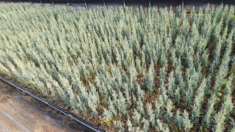 이선미님의 장터 판매 상품 [문그로우 포트 묘목 50주] 첨부 사진