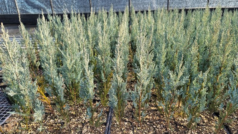 이선미님의 장터 판매 상품 [문그로우 포트 묘목 50주] 첨부 사진