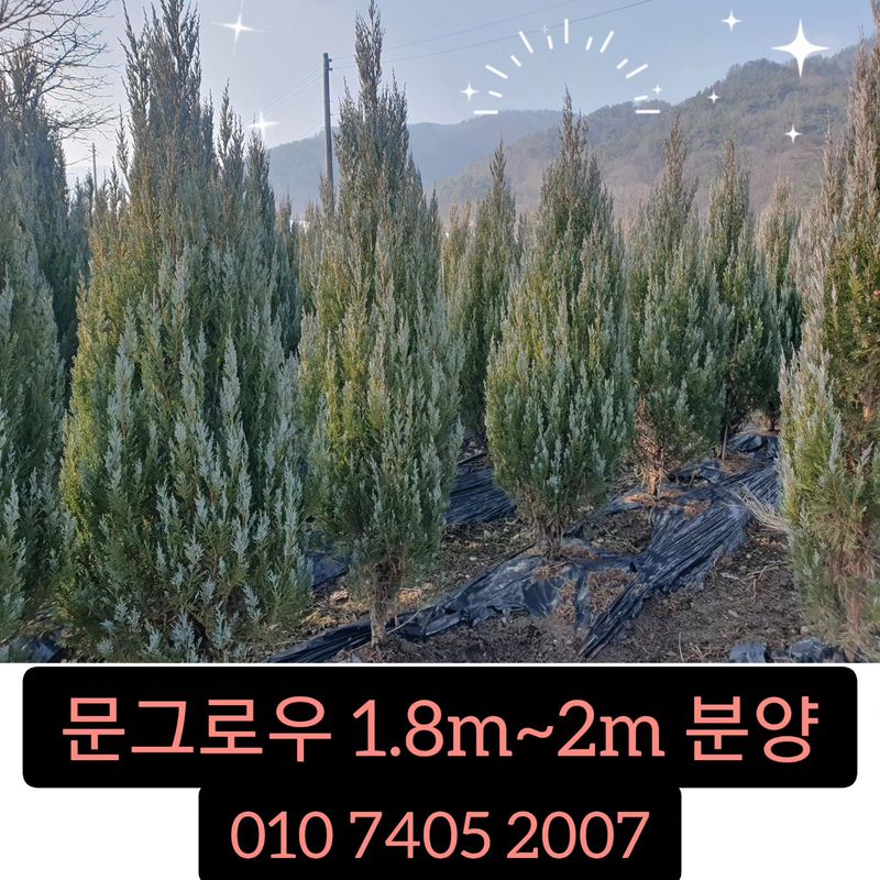 이선미님의 장터 판매 상품 [문그로우 포트 묘목 50주] 첨부 사진