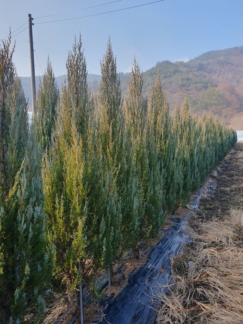 이선미님의 장터 판매 상품 [문그로우 포트 묘목 50주] 첨부 사진