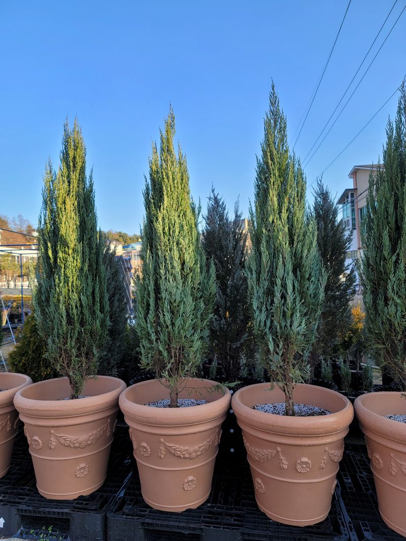 이선미님의 장터 판매 상품 [문그로우 포트 묘목 50주] 첨부 사진