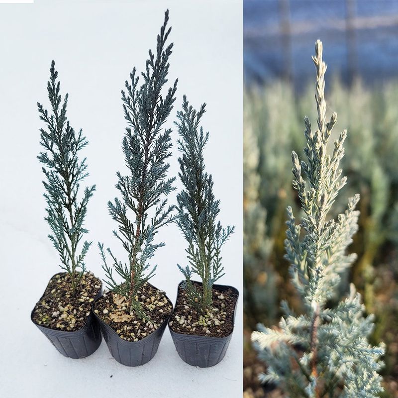 장터 상품 [문그로우 포트 묘목 50주] 썸네일