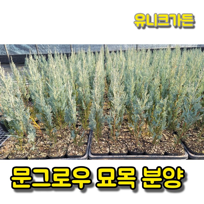 이선미님의 장터 판매 상품 [문그로우 포트 묘목 50주] 첨부 사진