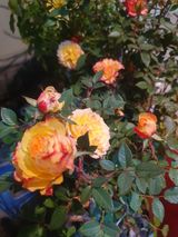 팜모닝 출석결과 자랑하기·참여글 게시글 이미지