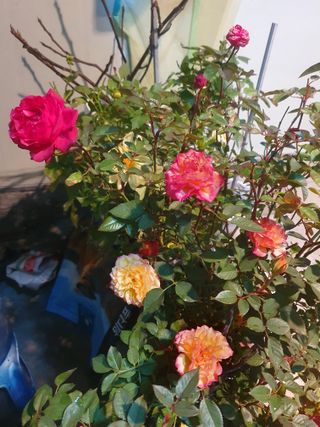 김장숙님의 출석결과 자랑하기 · 참여글 작성글 사진