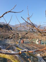 팜모닝 1월 내 작물 자랑하기·참여글 게시글 이미지