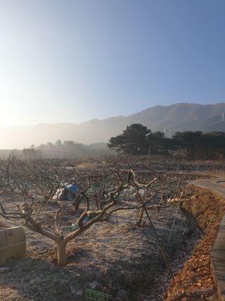 하부용님의 1월 내 작물 자랑하기 · 참여글 작성글 사진