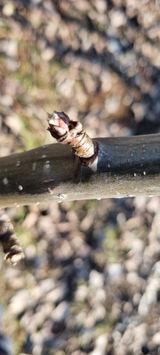 팜모닝 배·영농일지 게시글 이미지