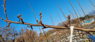 마음자리님의 배 · 영농일지 작성글 사진