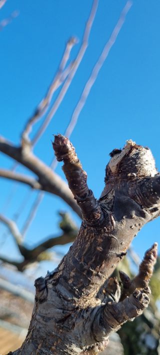 마음자리님의 배 · 영농일지 작성글 사진