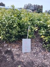 팜모닝 귤·품종•종자 게시글 이미지