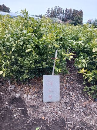 강봉수님의 귤 · 품종•종자 작성글 사진