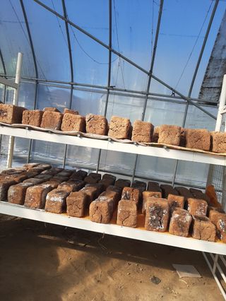 두리농장님의 콩 · 자유게시판 작성글 사진