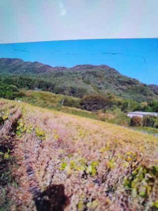 두리농장님의 콩 · 자유게시판 작성글 사진