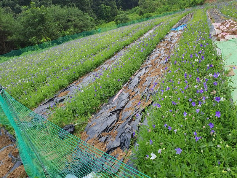 김순미님의 장터 판매 상품 [잘나는 도라지씨앗 ( 판매완료)] 첨부 사진