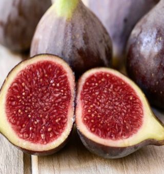 일심묘목농원님의 기타작물 · 자유게시판 작성글 사진