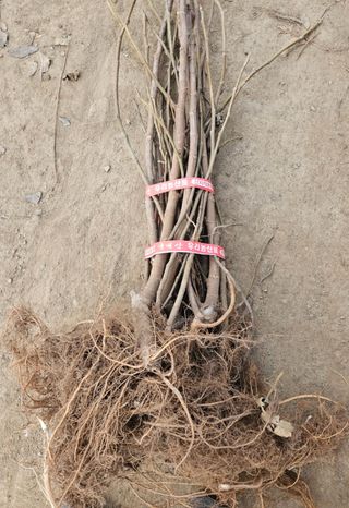 일심묘목농원님의 기타작물 · 자유게시판 작성글 사진