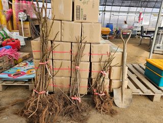 일심묘목농원님의 기타작물 · 자유게시판 작성글 사진