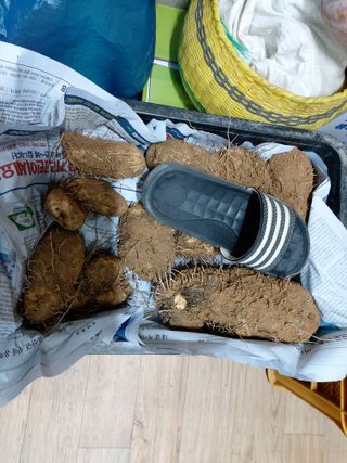 뭘이런걸다님의 1월 내 작물 자랑하기 · 참여글 작성글 사진