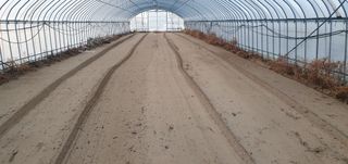 김명수(풍명농장)님의 1월 내 작물 자랑하기 · 참여글 작성글 사진