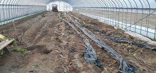 김명수(풍명농장)님의 1월 내 작물 자랑하기 · 참여글 작성글 사진