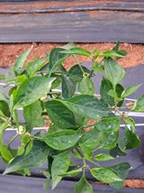 팜모닝 고추·병해충상담 게시글 이미지