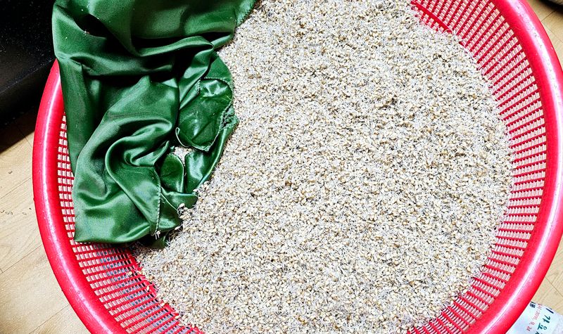 장연송님의 장터 판매 상품 [엿기름 ] 첨부 사진