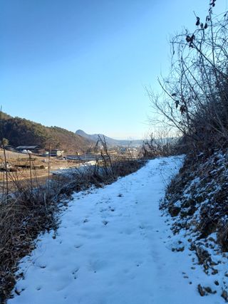 임오빈님의 두릅 · 영농일지 작성글 사진