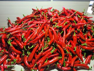 오이고추.꽈리고추님의 1월 내 작물 자랑하기 · 참여글 작성글 사진