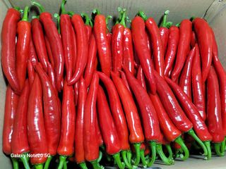 오이고추.꽈리고추님의 1월 내 작물 자랑하기 · 참여글 작성글 사진