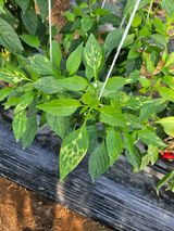 팜모닝 고추·병해충상담 게시글 이미지