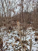 팜모닝 두릅·영농일지 게시글 이미지